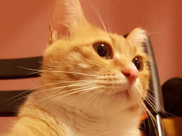 从前一只傲娇的猫叫咪傻~~~