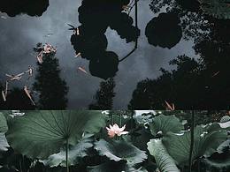 莲·荷