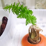 sanbu_gn的头像