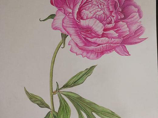 彩铅花卉