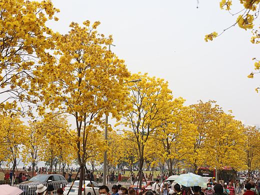 摄影记录～广州黄花