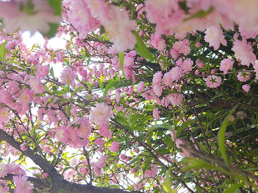 盛开（个人主页-ZMzQ5MTYwNTY=） - 风光摄影 - 站酷设计师云行雨施原创素材 - 站酷ZCOOL