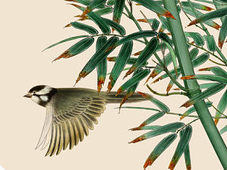 纯painter软件手绘，工笔花鸟国画_青竹飞鸟图