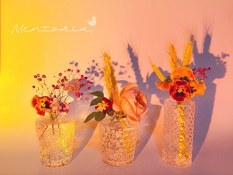 角堇.月季花随拍