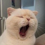 gyihuiii的头像