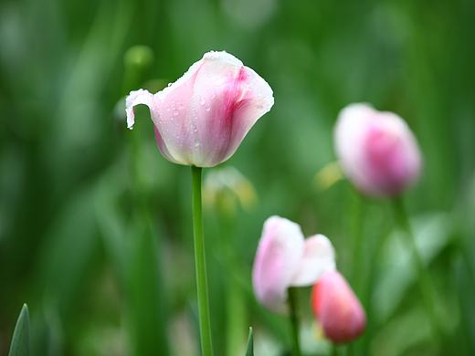 雨中亭亭（个人主页-ZMjE0MjY0NDg=） - 产品摄影 - 站酷设计师木鱼说原创素材 - 站酷ZCOOL