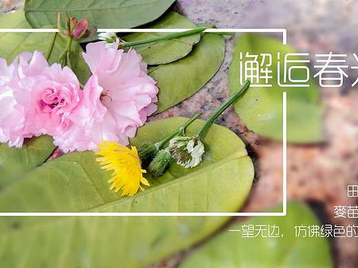 邂逅春光（个人主页-ZMjY5NTY4ODg=） - 海报 - 站酷设计师依子6原创素材 - 站酷ZCOOL