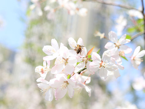 杭州•三月的花（个人主页-ZNjIyMTI3MDQ=） - 风光摄影 - 站酷设计师Travel1912原创素材 - 站酷ZCOOL