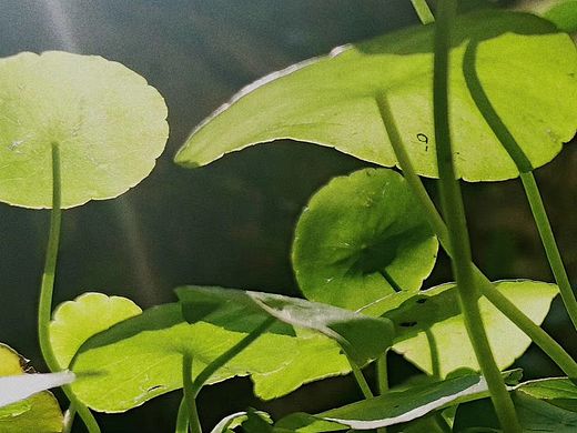 陽光正好（個人主頁-ZNTEyNzY5MjQ=） - 人文/紀實攝影 - 站酷設計師白桃本桃原創(chuàng)素材 - 站酷ZCOOL