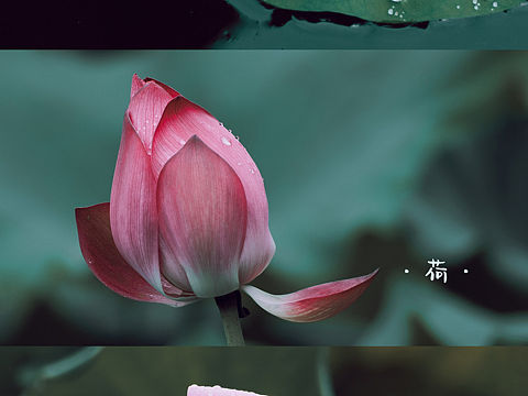 雨后的荷花 立秋第一拍