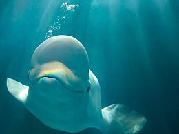 有你，所以我很快樂