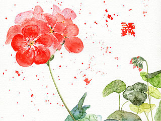 水彩插画——天竺葵