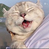 回忆的风猪的头像