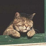 闪光皮皮的头像
