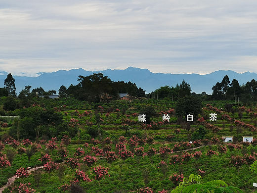 风景这边独好（个人主页-ZNTcwNDg5MzY=） - 风光摄影 - 站酷设计师酒源茶乡崃岭白茶原创素材 - 站酷ZCOOL