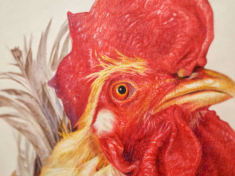 彩铅手绘公鸡