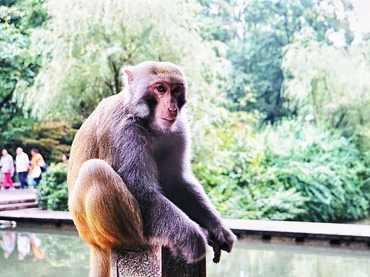 黔灵山的猴（个人主页-ZMjQyOTA4NjQ=） - 宠物摄影 - 站酷设计师源起原创素材 - 站酷ZCOOL