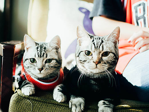 猫