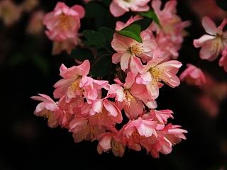 樱花（个人主页-ZNzg3NTI2OA==） - 风光摄影 - 站酷设计师zora慧原创素材 - 站酷ZCOOL