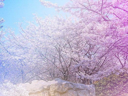 樱花