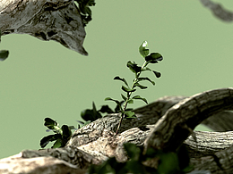 清新質(zhì)感的臺(tái)面盆產(chǎn)品動(dòng)畫(huà)