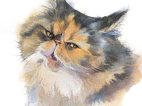 #存图# 没完成的100只猫