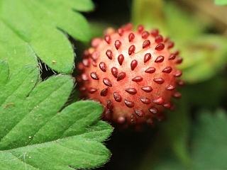 春雨小景2（個(gè)人主頁(yè)-ZNzI3NzQ5Ng==） - 風(fēng)光攝影 - 站酷設(shè)計(jì)師Logic333原創(chuàng)素材 - 站酷ZCOOL