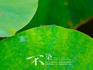 不染-荷花开