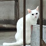 AGang钢钢的头像