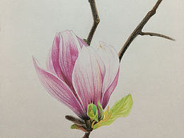 彩铅玉兰