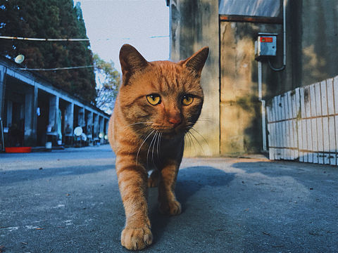 冬季撸猫