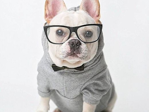 宠物社交-IOS（个人主页-ZMTM2NDIxNTI=） - APP界面 - 站酷设计师RaiseFl原创素材 - 站酷ZCOOL