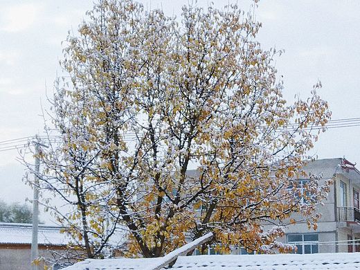 秋未去，冬已至（个人主页-ZMzIwMjI5Njg=） - 风光摄影 - 站酷设计师名字虽然长但好记原创素材 - 站酷ZCOOL