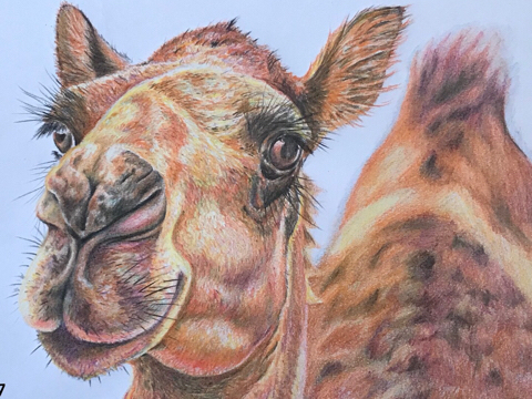 骆驼彩铅画图片