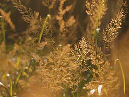 短暂的金黄的秋天呐