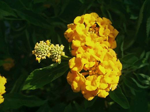 爛漫（個人主頁-ZMzMzNDMxMDA=） - 風光攝影 - 站酷設計師素墨晴嵐原創(chuàng)素材 - 站酷ZCOOL