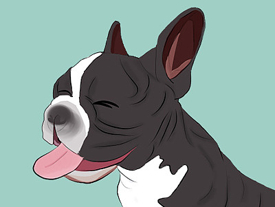 英国斗牛犬_素材网站_图片免费下载-zcool站酷