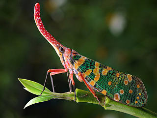 前两天惠州象头山外拍一些微距花絮