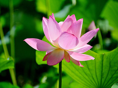珠海圆明园荷花池