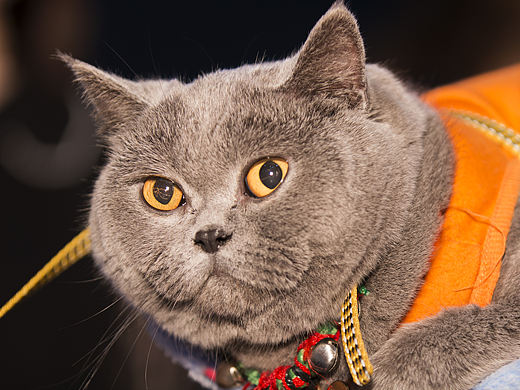 寵物貓（個人主頁-ZMjgzMzQzMTY=） - 寵物攝影 - 站酷設(shè)計師steven690原創(chuàng)素材 - 站酷ZCOOL