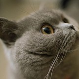 o0影子的头像