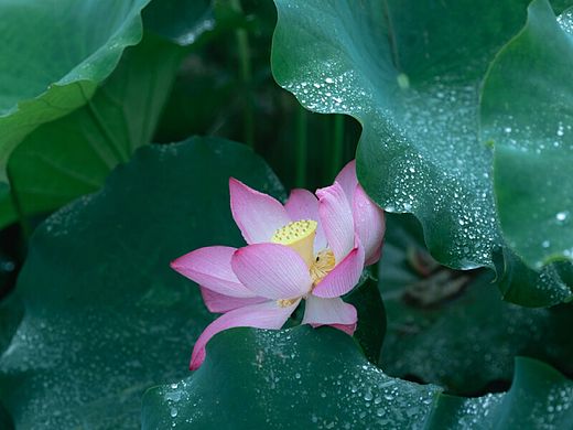 雨中荷花