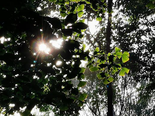 逆光也很美（个人主页-ZNDg5NzU2Njg=） - 风光摄影 - 站酷设计师Aprilq原创素材 - 站酷ZCOOL