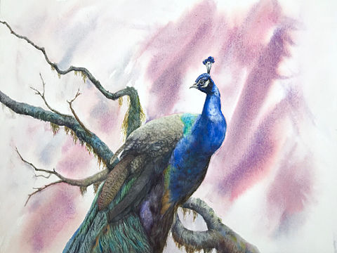 蓝孔雀-水彩教程