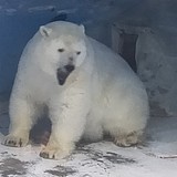 修猫不吃鱼的头像