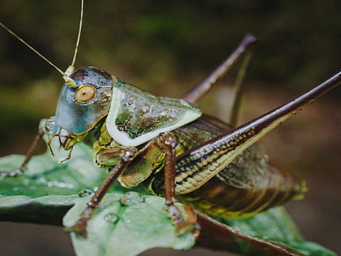 数雕蝈蝈（个人主页-ZNTc2MzAwNjQ=） - 雕塑 - 站酷设计师通辽李永春绘画原创素材 - 站酷ZCOOL