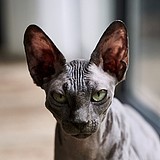 灵犀的猫的头像