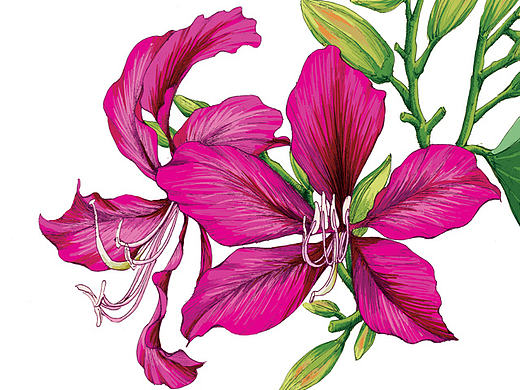 花卉插画及邮折设计