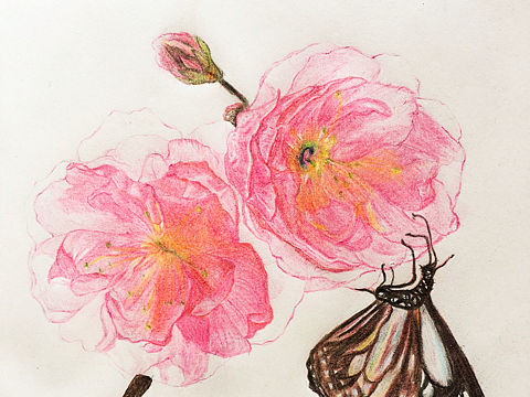 樱花（个人主页-ZMTU1MTI4MDA=） - 创作习作 - 站酷设计师Jauver原创素材 - 站酷ZCOOL