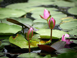 周末拍了一组大叔片——荷花